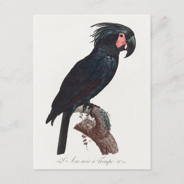 Carte Postale Cockatoo de palme, perroquet de probosciger (Devant)
