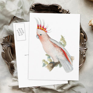 Carte Postale Cockatoo Oiseau de perroquet Vintage