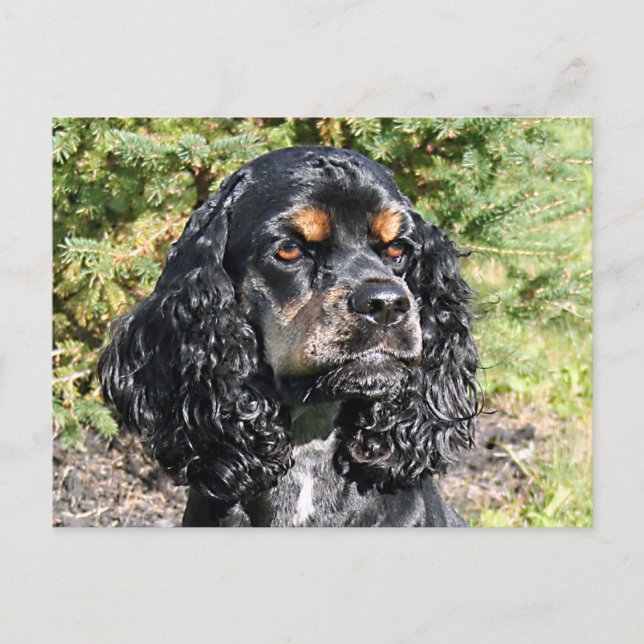 Carte Postale Cocker Spaniel (Devant)