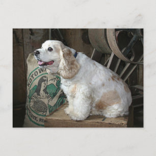 Carte Postale Cocker Spaniel