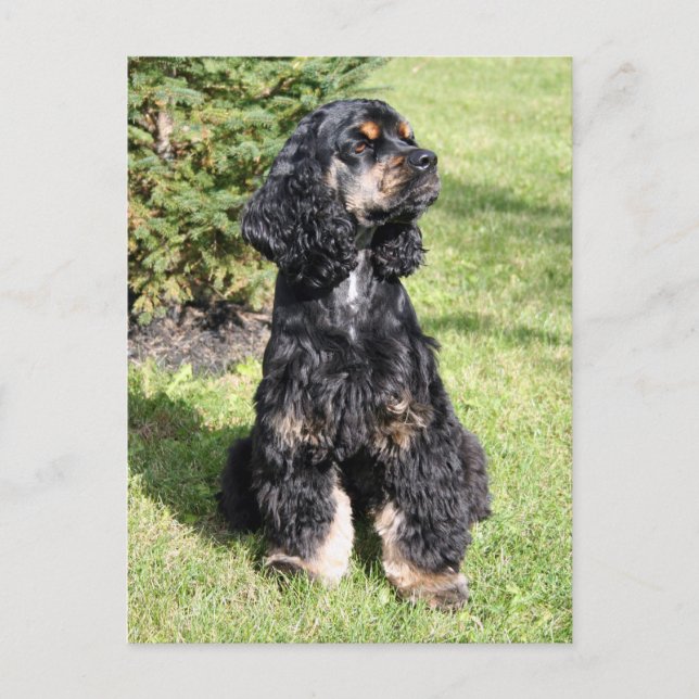 Carte Postale Cocker Spaniel Photo (Devant)