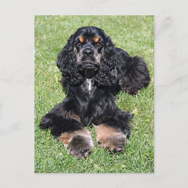 Carte Postale Cocker Spaniel Photo (Devant)