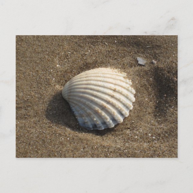 Carte Postale Cockle Shell (Devant)