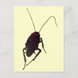 Carte Postale Cockroach croquant
