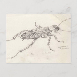 Carte Postale Cockroach Desiree