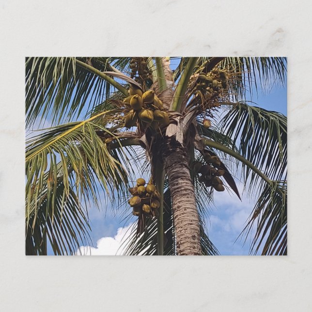 CARTE POSTALE COCO PALM (Devant)