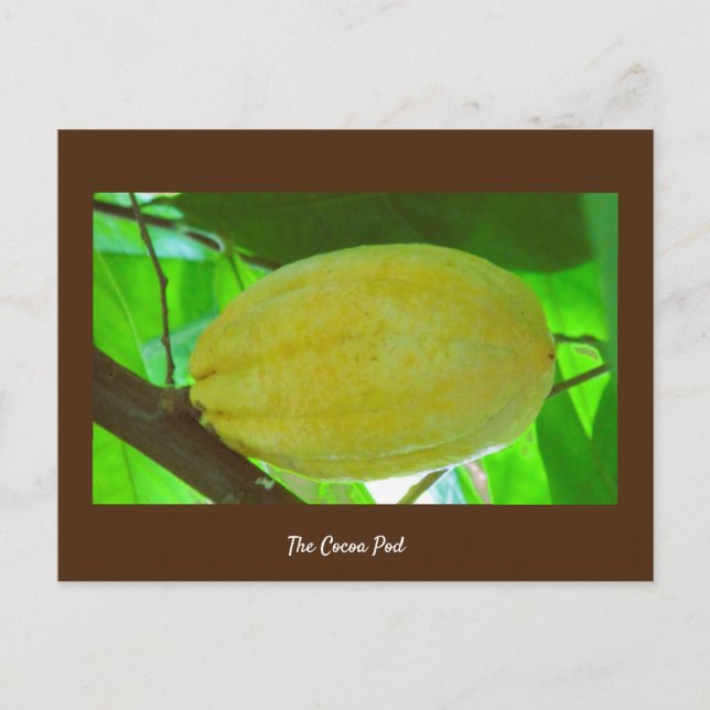 Carte Postale Cocoa Pod (Devant)