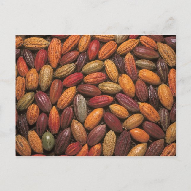 Carte Postale Cocoa pods (Devant)