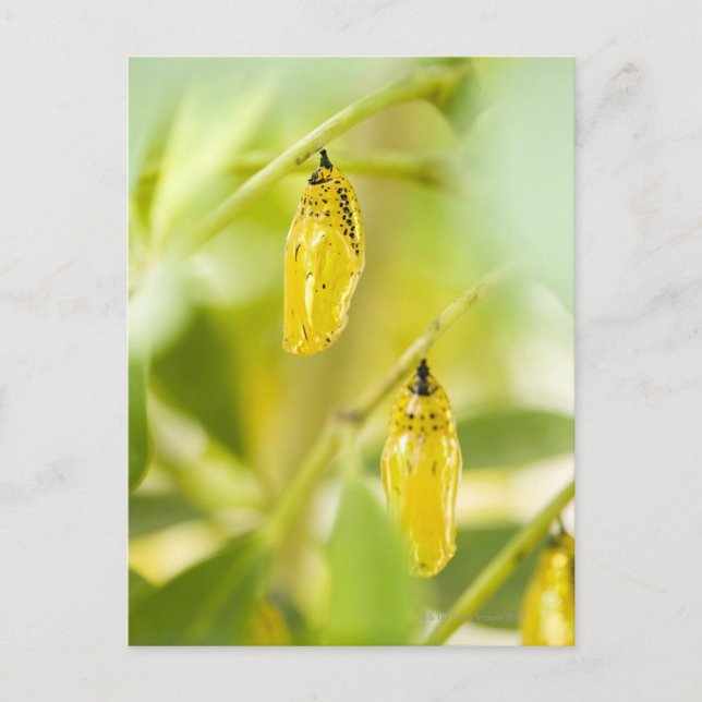 Carte Postale Cocon du papillon de papier de cerf-volant, (Devant)