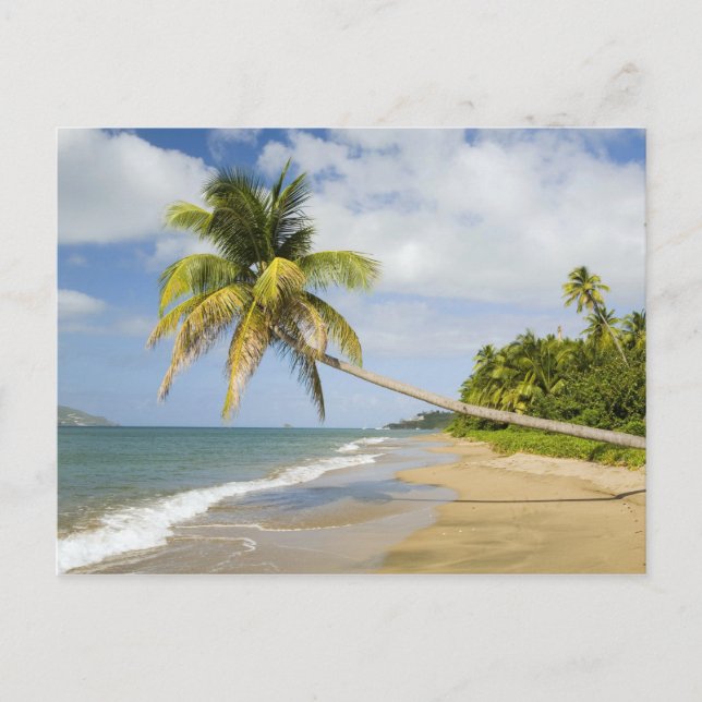 Carte Postale Coconut Grove Beach à Cades Bay, avec St. 2 (Devant)
