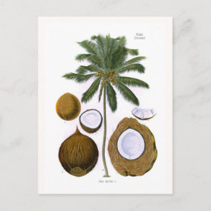 Carte Postale Cocos nucifera (cocotier)