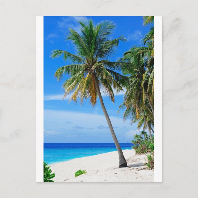 Carte Postale Cocotier de plage (Devant)