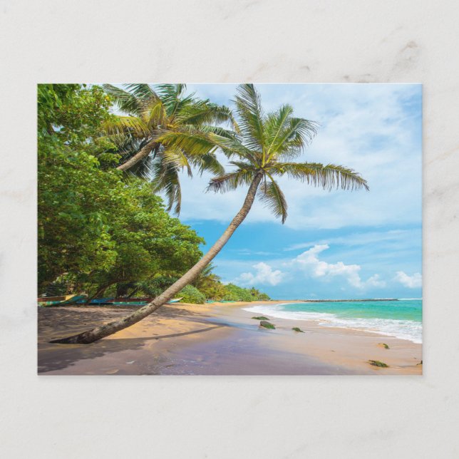 Carte Postale Cocout Palm, plage de Mirissa | Sri Lanka (Devant)