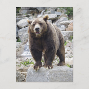Carte Postale Codiak Bear Standing on a Rock