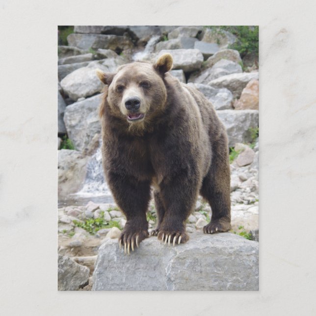 Carte Postale Codiak Bear Standing on a Rock (Devant)