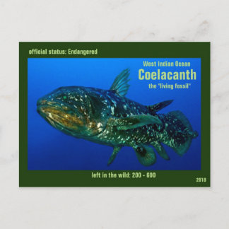 Carte Postale Coelaconth, "les poissons fossiles vivants" est