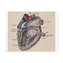 Coeur anatomique vintage