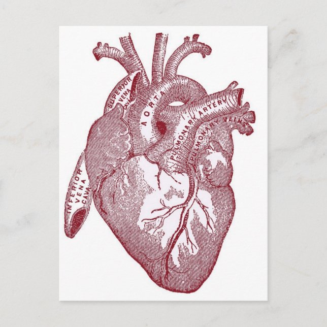 Carte Postale Coeur anatomique Vintage rouge (Devant)