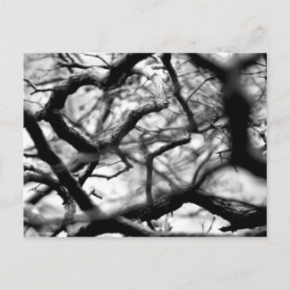 Carte Postale Coeur dans les branches