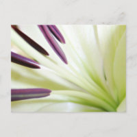 Coeur de la Lily Art Floral Photographie