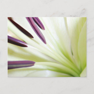 Carte Postale Coeur de la Lily Art Floral Photographie