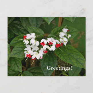 Carte postale Coeur saignant
