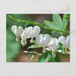 Carte postale Coeur saignant blanc florant