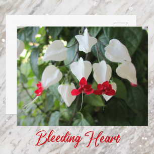 Carte Postale Coeur saignant Botanique Floral Photographie
