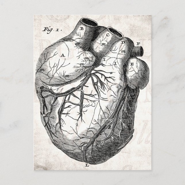 Carte Postale Coeurs cardiaques rétro Cardiac des années 1800 vi (Devant)