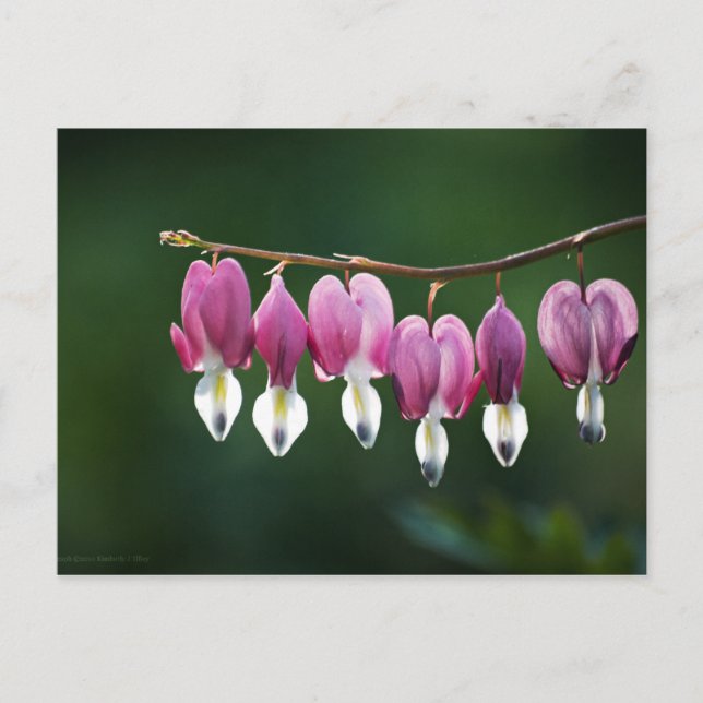 Carte postale Coeurs Dainty (Devant)