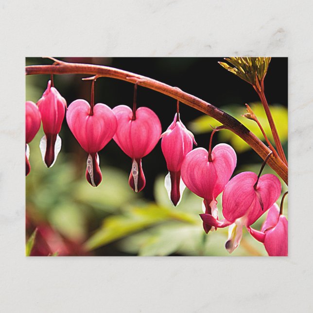 Carte Postale Coeurs délicats en attente (Devant)