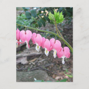 Carte postale Coeurs saignants roses