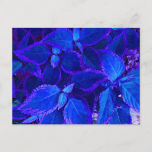 Carte Postale Coleus plante coloré bleu