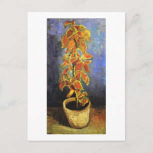 Carte Postale Coleus Plante dans un pot de fleurs, Vincent van G