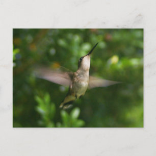 Carte postale Colibri