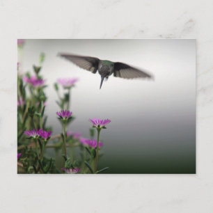 Carte Postale Colibri