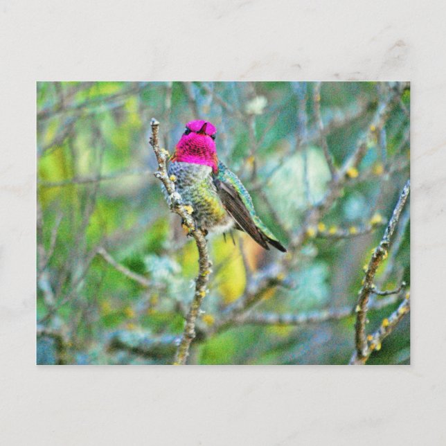 Carte Postale Colibri (Devant)