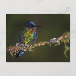 Carte Postale Colibri