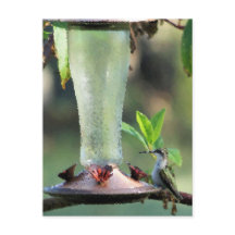 Colibri