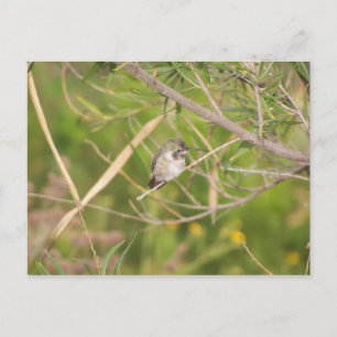 Carte Postale colibri