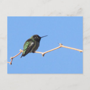 Carte postale Colibri