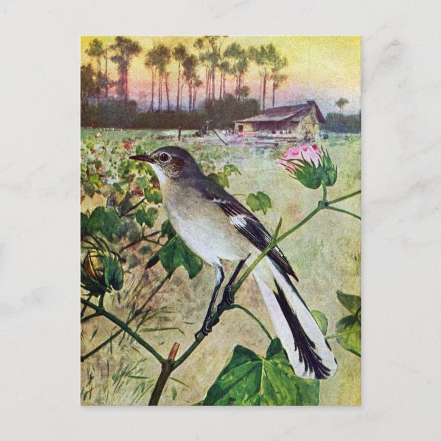 Carte Postale Colibri (Devant)