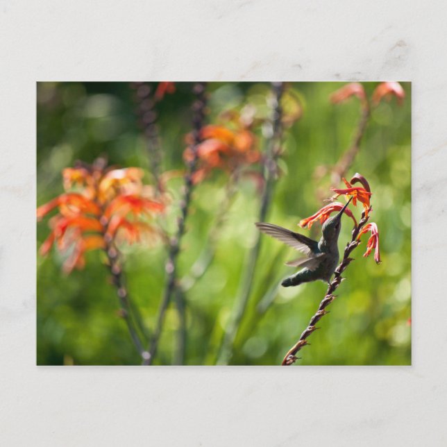 Carte postale Colibri (Devant)