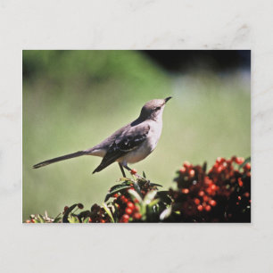 Carte Postale Colibri