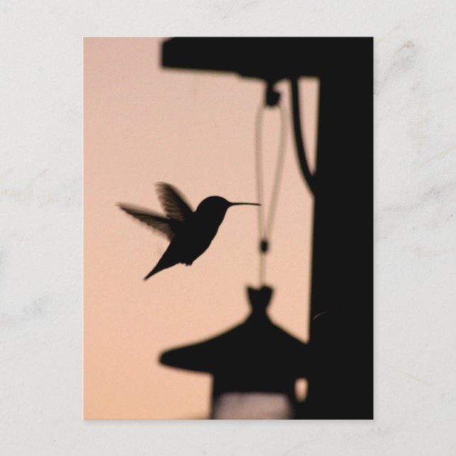 Carte postale Colibri (Devant)