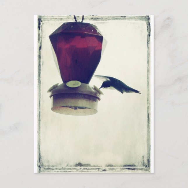 Carte Postale Colibri 2 (Devant)