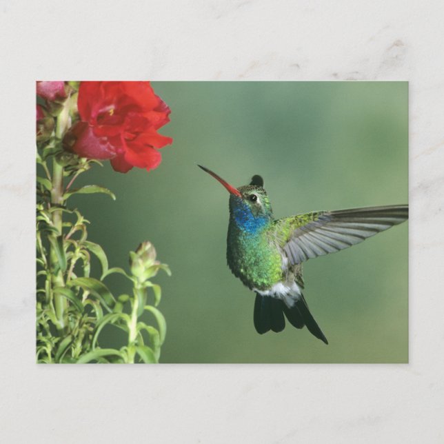 Carte Postale Colibri à bec large (Devant)