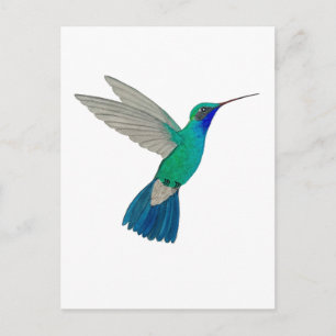 Carte Postale Colibri à bec large