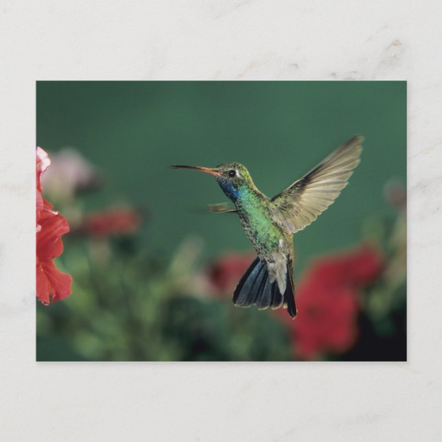 Carte Postale Colibri à bec large, Cynanthus (Devant)
