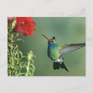 Carte Postale Colibri à bec large mâle